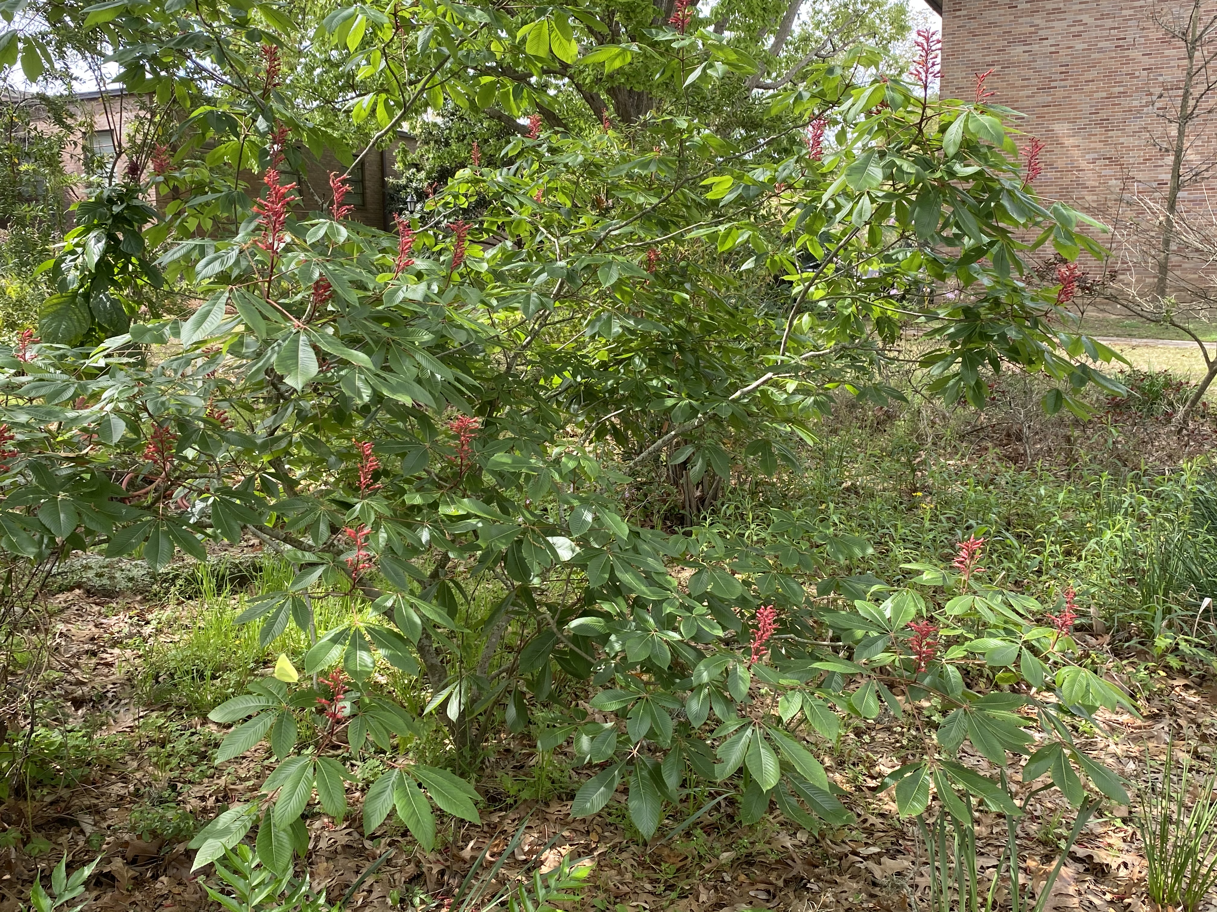 Red buckeyes have eye appeal in the landscape  